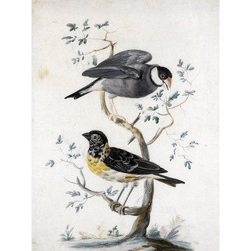 Tile Mural Two Exotic Birds By Johannes Bronckhorst, 6"x8", Glossy