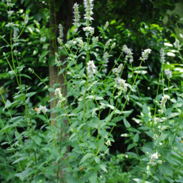 Side Yard Garden Design & Build