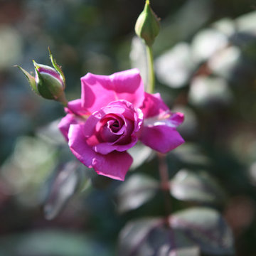 Greywater and Pink Roses