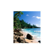 L Lam's photo