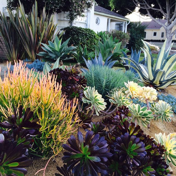 Succulents planted on a berm