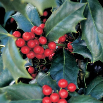 Robin™ Holly Ilex Hybrid 'Conin' PP#9486