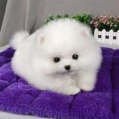 Foto von Binbin Ice