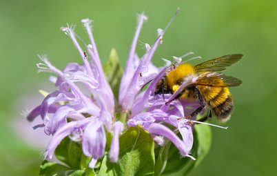 Support Bumblebees by Providing Forage in 3 Seasons