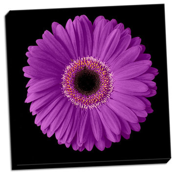 Fine Art Photograph, Purple Gerbera Daisy, Hand-Stretched Canvas