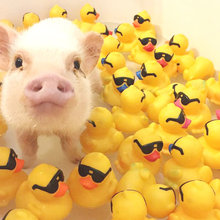 Pet pig