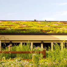 Idées de Sedum