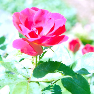 garden flowers