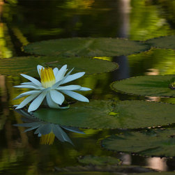 Water Magic - Fine Art Prints