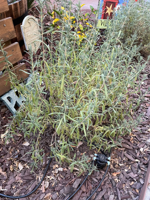 French Lavender Yellowing