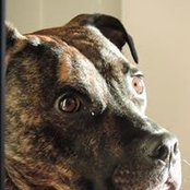 Chris Hostetter's photo