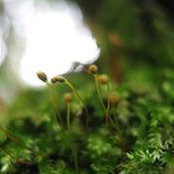 Nhiệt Đới Mưa's photo