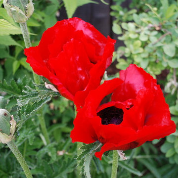 Jardin de 400m²