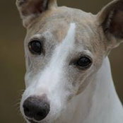 Jane Kingston's photo