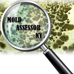 Mold Assessor NY