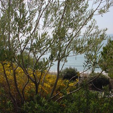 Pacific Palisades