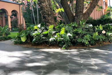 Design ideas for a tropical front yard garden path in Hawaii.