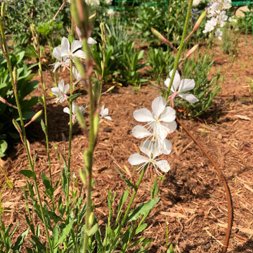 Chatham County Cottage Garden