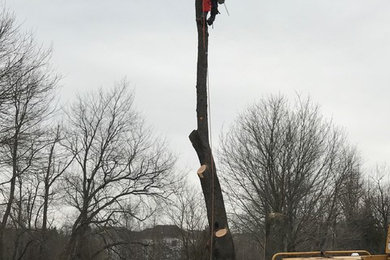 Tree Removal Gaithersburg MD