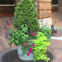 outdoor potplants