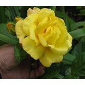 Lynne Hancher's photo