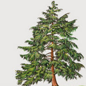 Hemlock Hereford's photo