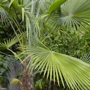 San Francisco Cloud Forest Garden