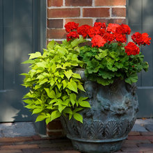 Plants