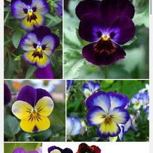 garden plants