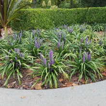 landscaping plants