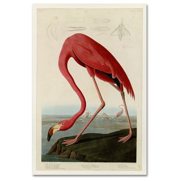 John James Audobon 'American Flamingo' Canvas Art, 47x30