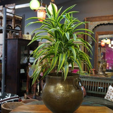plant pot