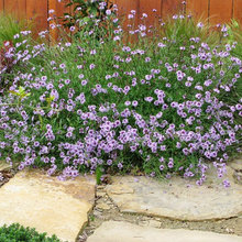 Verbena lilacina