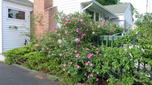 Raspberry Rugostar Rose My rose garden this year