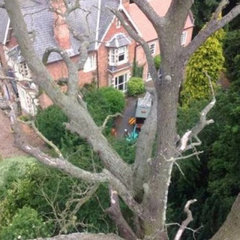 CHESTER TREE & STUMP REMOVALS/CHESTER TREE SURGEON