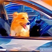 Photo de Fauna montana