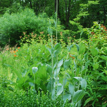 32.07.32.05. Landscaping