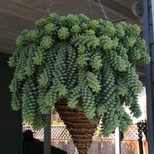 Succulent