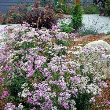 Edible Landscape