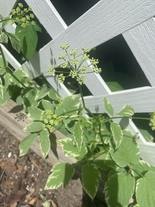 Plant ID, zone 5b Michigan