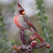Julie Callanan's photo