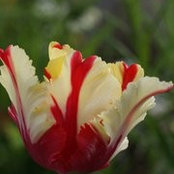Rose Tovani's photo