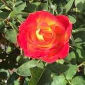 Genine Martinez Telepak's photo
