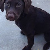Bridgitte Westberg's photo