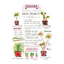 PIANTE e DECOR - how to