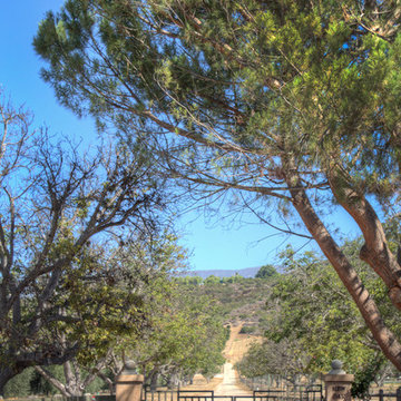 Olive, Rosemarey and Pixie Tangerine Ranch