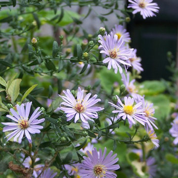 Aster