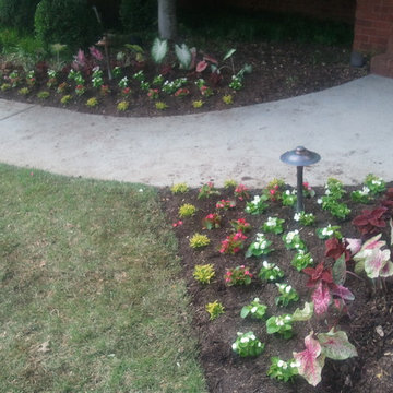 Annual Beds