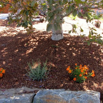 Cupertino Contemporary
