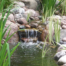 Pond